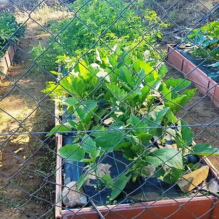 Madre Del Agua. El Robledillo Monesterio