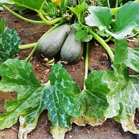 Madre Del Agua. El Robledillo Chalet Monesterio