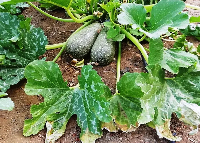 Madre Del Agua. El Robledillo Chalet Monesterio